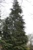 Chamaecyparis lawsoniana